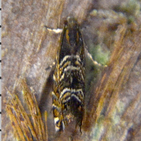 Photo of Thaumatographa youngiella by <a href="http://www.coffinpoint.ca/">Paul Westell</a>